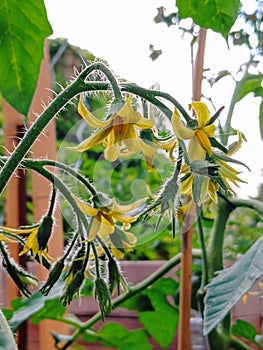 Yellow tomato flowers in summer