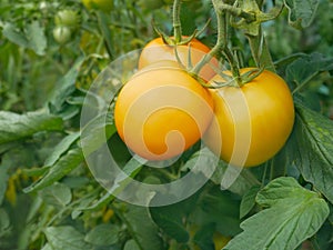 Yellow tomato fruits hanging on plant