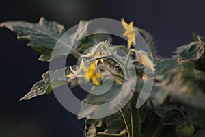 Yellow tomato plant flowers macro focus