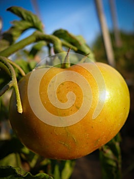 Yellow tomato