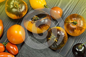 Yellow tomatoes Alices Dream on an old wooden table