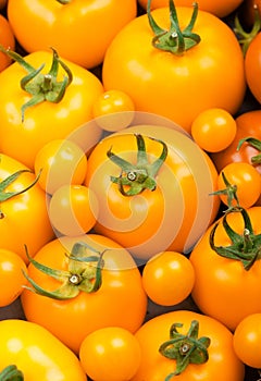 Yellow tomatoes background. Fresh vegetables