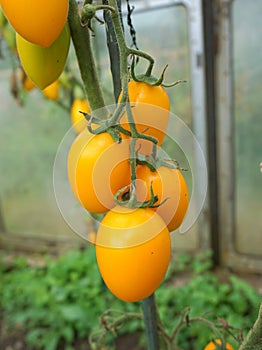 Yellow tomatoes