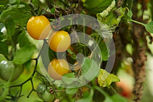 Yellow tomatoes on a branch in a greenhouse. Fresh waxes, healthy and proper nutrition.