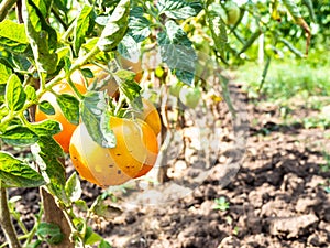 yellow tomatoes on bush close-up in kitchen garden