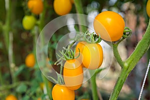 Yellow tomatoes in glasshouse