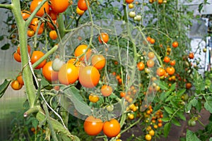 Yellow tomatoes in the greenhouse