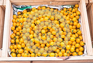 Yellow tomatoes