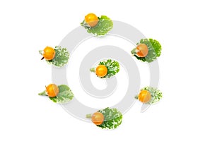 Yellow tomatos and green leave  isolated on a white background