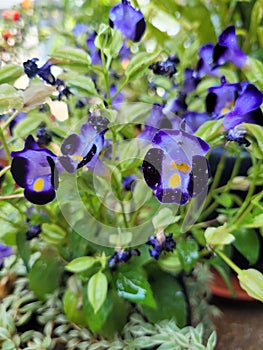 Yellow tongue blue wishbone flowers