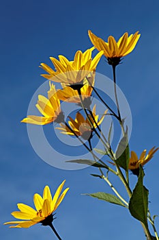 Yellow topinambur flowers (daisy family) against blue sky