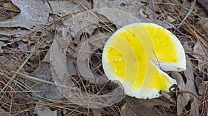 Yellow topped Mushroom on the forest floor