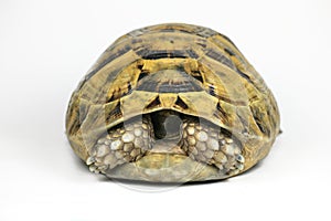 Yellow Tortoise Hiding Head