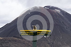 Yellow tourist guidepost sign on the great walk Tongariro Alpine Crossing. In the background active volcano Mt Doom, Mt Nguarahue.