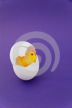 Yellow toy chicken hatching from egg shell on a purple background