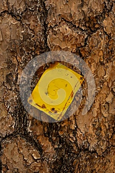 Yellow Trail Blaze On Thick Pine Bark
