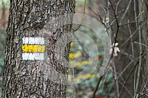 Yellow trail mark on tree bark in forest during autumn