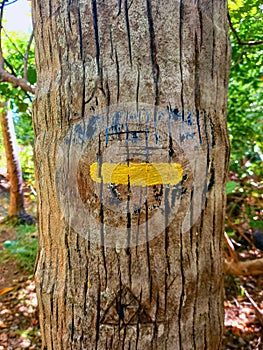 Yellow trail sign for hiking on palm tree trunk in tropical forest of the French West Indies. Road signs, hiking trails and