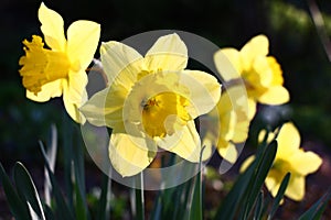 Yellow transparent narcissuses.