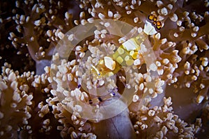 A yellow transparent Shrimp