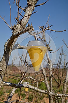 Yellow trap for the Mediterranean fly(Ceratitis capitata) on a persimmon tree