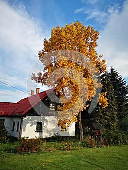 Yellow tree