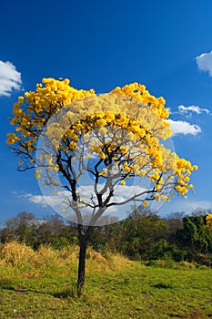 Yellow tree photo
