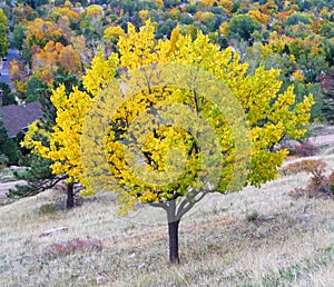 Yellow Tree
