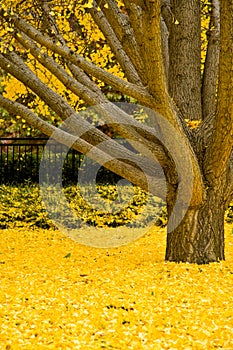 Yellow Tree