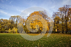 Yellow tree in autumn park