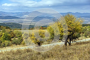 Yellow tree and Autumn view of Cherna Gora mountain, Bulgaria