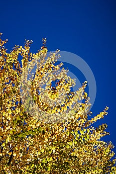 Yellow tree with blue sky in autumn