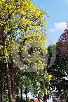 yellow tree, blue sky