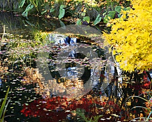 Yellow Tree Colorful Reflections Van Dusen Gardens photo