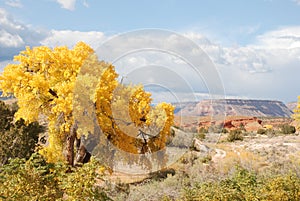 Yellow Tree and Distant Mountain