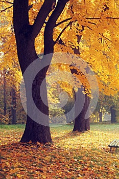 Yellow tree in fall season