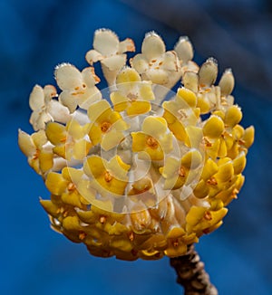 Yellow tree flower cluster