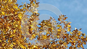 Yellow tree foliage on the wind