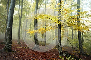 Yellow tree in the forest