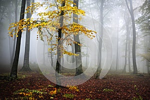 Yellow tree in the forest.