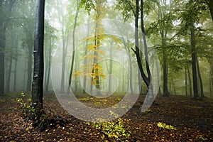 Yellow tree in the forest.