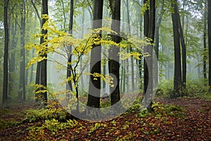 Yellow tree in the forest.