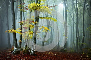 Yellow tree in the forest.