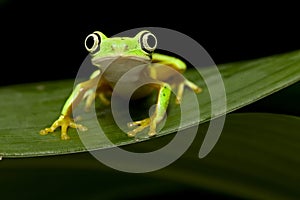 Yellow tree frog