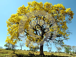 Yellow tree .(Handroanthus albus)