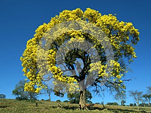 Yellow tree. Handroanthus albus.