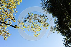 Yellow tree limp with blue sky