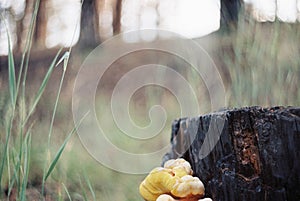  Yellow tree mushroom grows on a stump in a pine forest