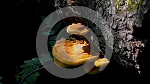 Yellow tree mushrooms grow on a dark trunk