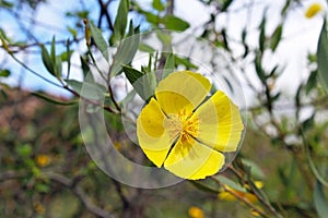Yellow Tree Poppy in bloom